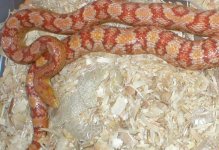 800 x 600 crop Ultra Hypo female.jpg