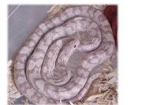 lavender het hypo F.JPG