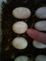 eggs1-day25.JPG