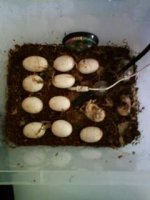 eggs2-day25.JPG