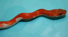 sun blood pied 1.JPG