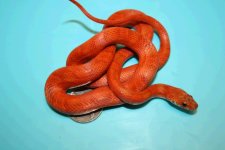 sun blood pied 3.JPG