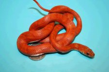 sun blood pied 4.JPG