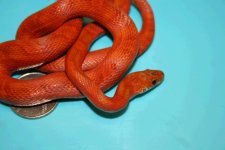 sun blood pied 5.JPG