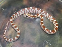 Amber het stripe female Sept '12 - 2.jpg