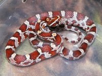 Normal het anery Sunkissed motley female A Sept '12.jpg