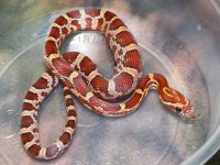 Normal het anery Sunkissed motley female B Sept '12.jpg