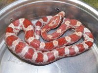 Hypo het cinder female A Sept '12.jpg