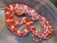 Hypo het cinder female B Sept '12.jpg