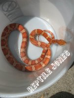 snakepic005-1.jpg