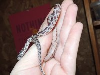 Normal or Normal Motley baby some checkers, some whitebelly1.jpg