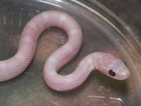 034 Ultramel Charcoal - M - 7-16-12 - pre shed - close up - A.jpg