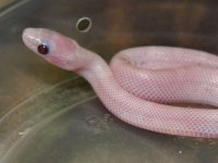 036 Ultramel Pewter - M - 7-16-12 - pre shed - close up - B.jpg