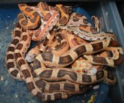 2012 Scaleless TX Rats.jpg