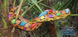 Corn_Snake,_7.jpg