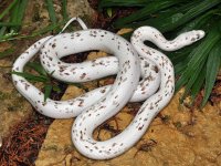 Palmetto Corn Snake.jpg