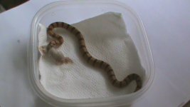 Thayeri King Snake 005.JPG