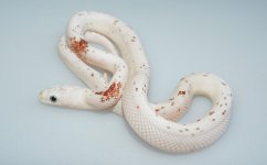 Palmetto Corn Snake2.jpg