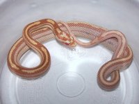 005 butter motley het stripe - M - 6-8.jpg