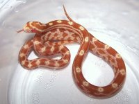 068 butter het motley or stripe - F - 7-25.jpg