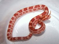 071 amel het caramel mot or st - F - 7-25 - kink & dome head - pre shed.jpg