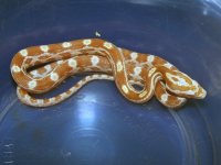 069 butter het motley or stripe - M - 8-26.jpg