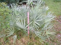 palmetto 002.jpg