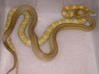 Caramel Stripe het Hypo X Sunkissed Amber (CF75).jpg