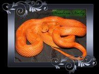 Mandarin Motley smaller.jpg