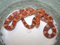 Hypo het Sunkissed lavender female Aug '09.jpg