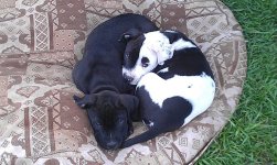 puppies2.jpg