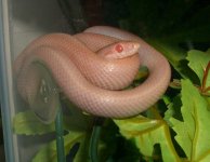 Peach Tree Boa 001cr.jpg