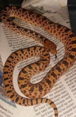 bullsnake 800.jpg