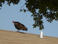Buzzard 1.jpg