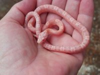 029 Snow het hypo-TS X JMG Coral - M - 1-7-13 - A.jpg