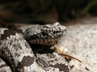 Crotalus-lepidus-klauberi (neonate)3.jpg