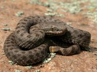 Crotalus-pricei-pricei2.jpg