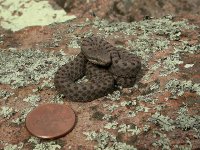 Crotalus-pricei-pricei3.jpg