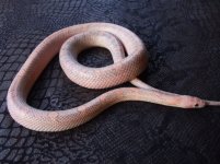 mystery pink corn snake.jpg