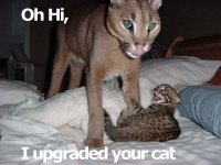 Upgraded_cat.jpg