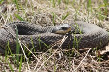 Hognose1-1-800.jpg