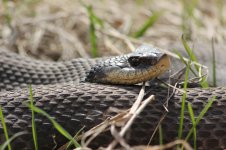 Hognose1-2-800.jpg