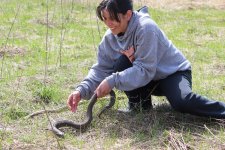 Hognose1-4-800.jpg