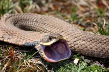 Hognose2-3-800.jpg