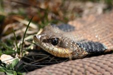 Hognose2-5-800.jpg