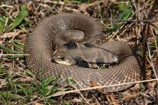 Hognose3-1-800.jpg