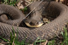 Hognose3-2-800.jpg