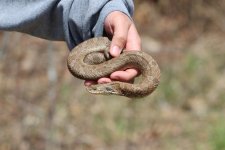 Hognose4-1-800.jpg