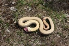 Hognose4-3-800.jpg