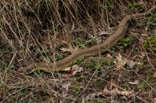 Hognose5-1-700.jpg